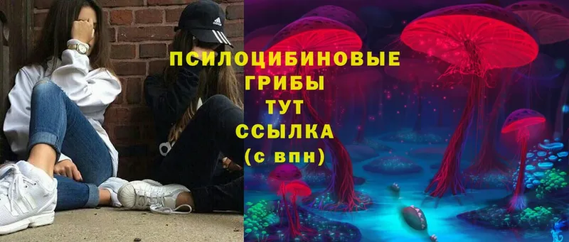 Псилоцибиновые грибы Cubensis  где найти   Конаково 